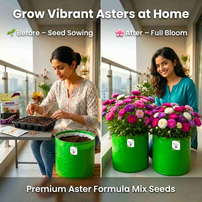 Aster Formula Mix Seeds (100 Seeds) High Germination/Easy To grow/ Perfect for pots, balconies, or Terrace gardens