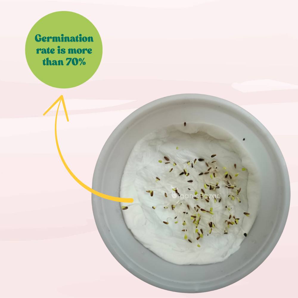 Aster Formula Mix Seeds (100 Seeds) High Germination/Easy To grow/ Perfect for pots, balconies, or Terrace gardens