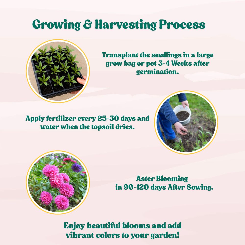Aster Formula Mix Seeds (100 Seeds) High Germination/Easy To grow/ Perfect for pots, balconies, or Terrace gardens