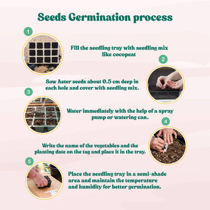 Aster Formula Mix Seeds (100 Seeds) High Germination/Easy To grow/ Perfect for pots, balconies, or Terrace gardens