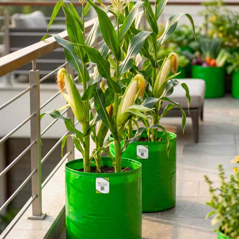 Baby Corn (Makka) Seeds - 30 Seeds (मक्का के बीज) High Germination, Easy to Grow, Premium Quality Baby Corn Seeds for Kitchen Gardening