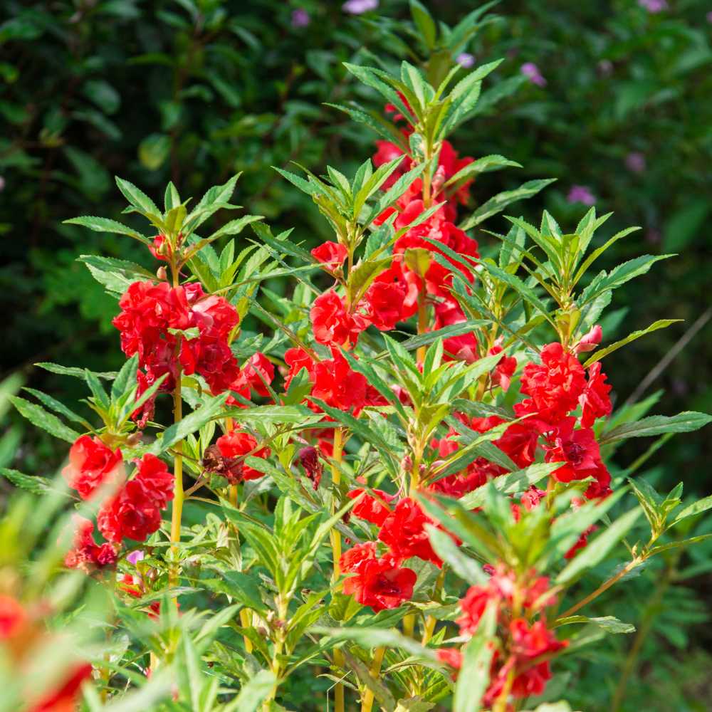 Balsam Camellia Flowered Mix Seeds - 100 Seeds (Gulmehndi/गुलमेहंदी के बीज) High Germination/ Easy to grow/Colorful Flower Seeds for Balcony & Terrace Garden