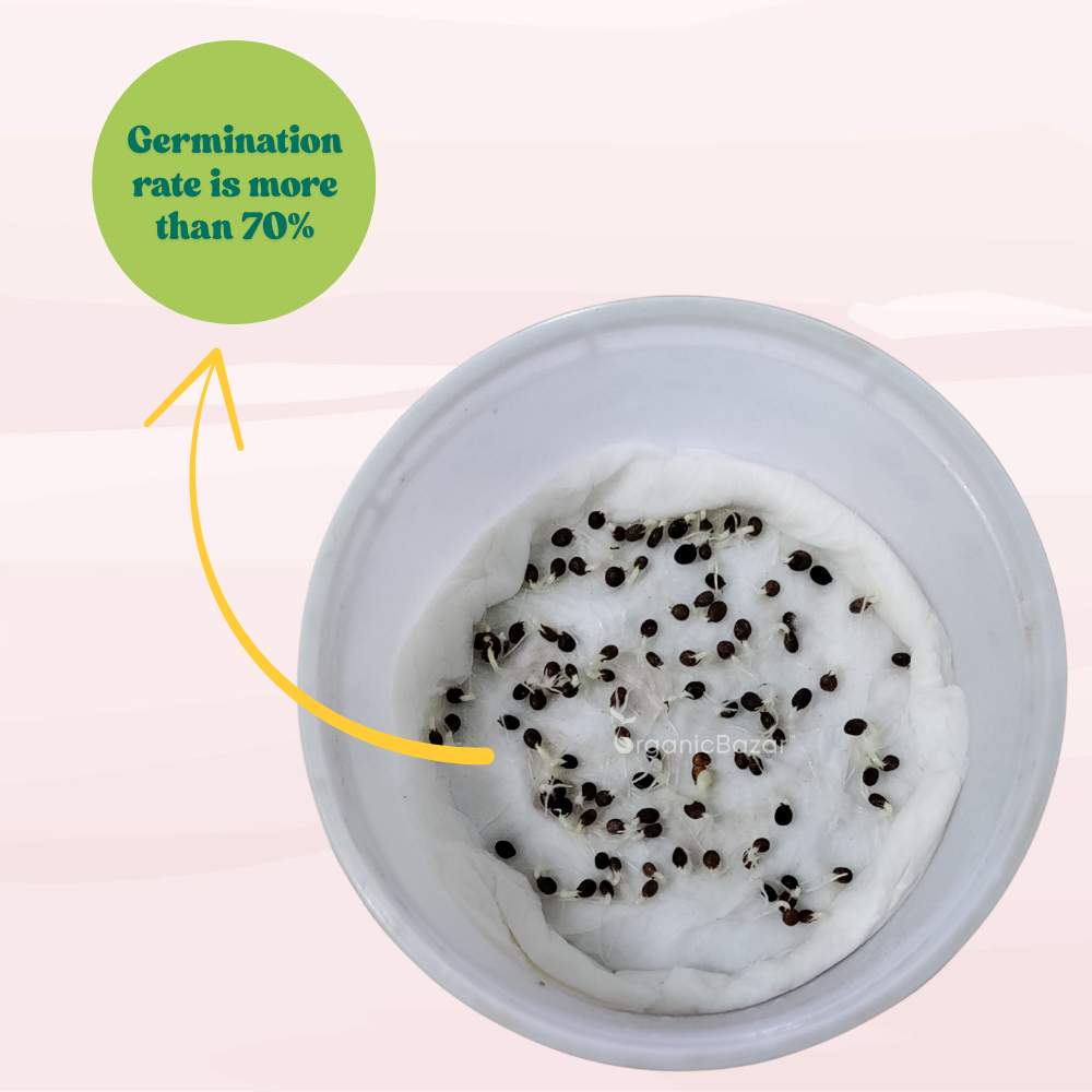 Balsam Camellia Flowered Mix Seeds - 100 Seeds (Gulmehndi/गुलमेहंदी के बीज) High Germination/ Easy to grow/Colorful Flower Seeds for Balcony & Terrace Garden