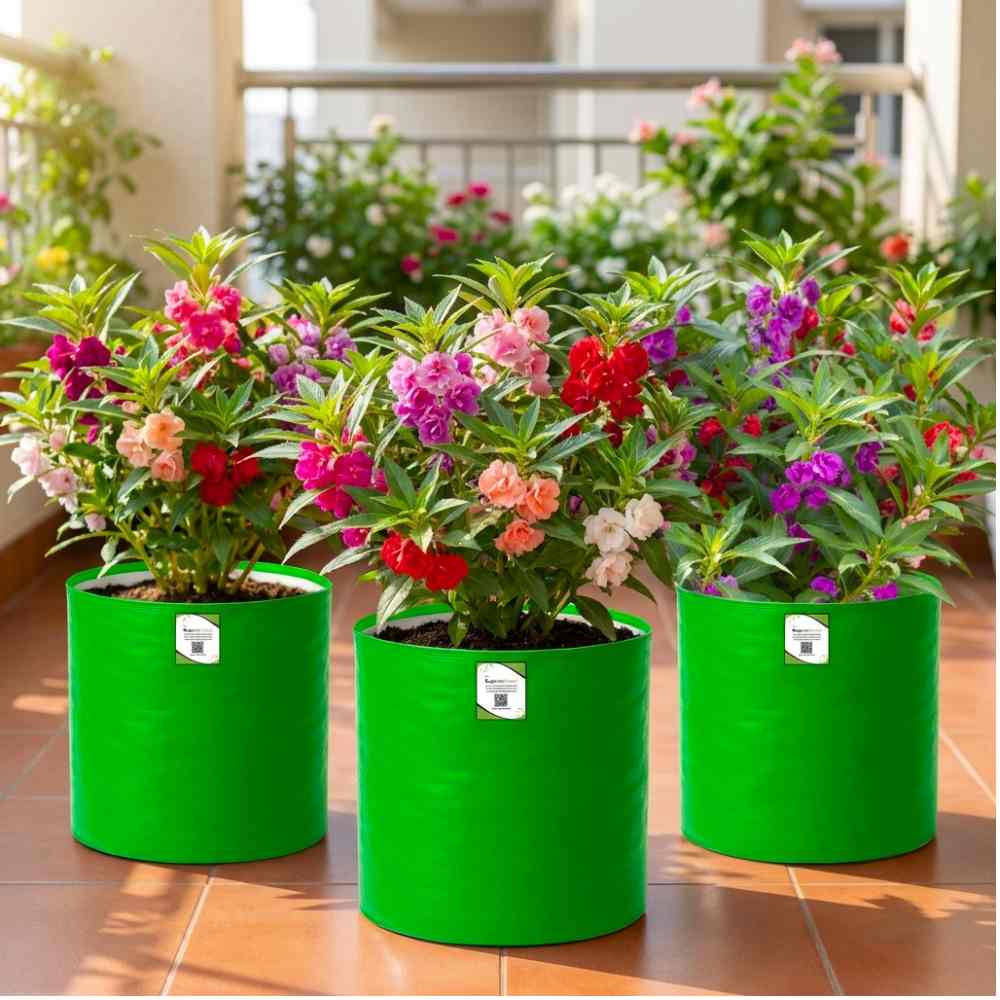 Balsam Tom Thumb Mix Seeds - 100 Seeds (Gulmehndi/गुलमेहंदी के बीज) High Germination/ Easy to grow/Colorful Flower Seeds for Balcony & Terrace Garden