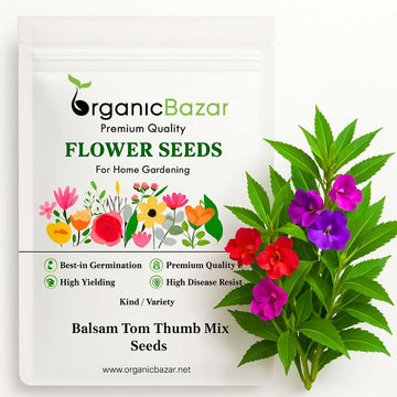 Balsam Tom Thumb Mix Seeds - 100 Seeds (Gulmehndi/गुलमेहंदी के बीज) High Germination/ Easy to grow/Colorful Flower Seeds for Balcony & Terrace Garden