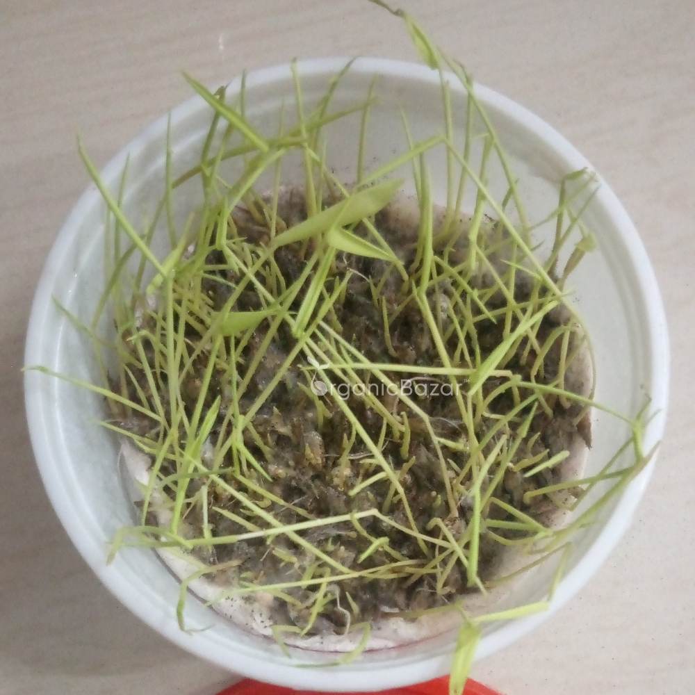 Bamboo Plant Seeds (Dendrocalamus Strictus) - 200 Seeds