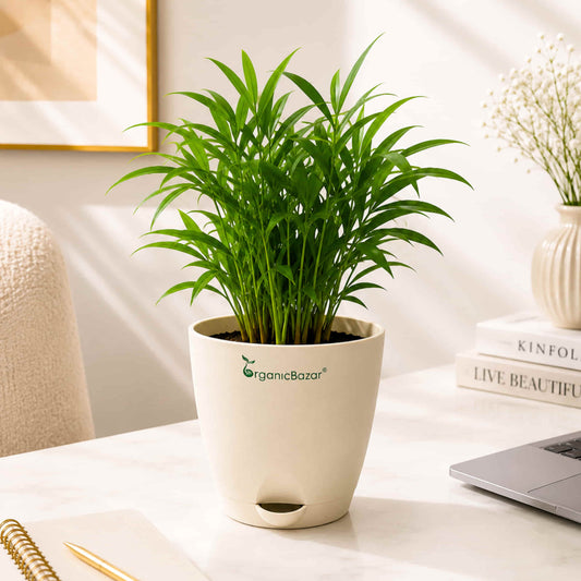Bamboo Palm Small Live Plant