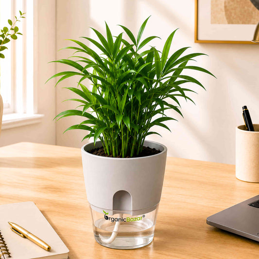Bamboo Palm Small Live Plant