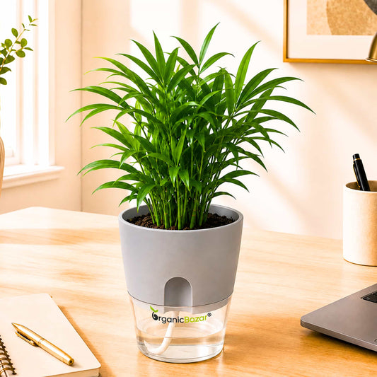 Bamboo Palm Small Live Plant