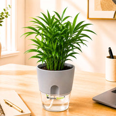 Bamboo Palm Small Live Plant