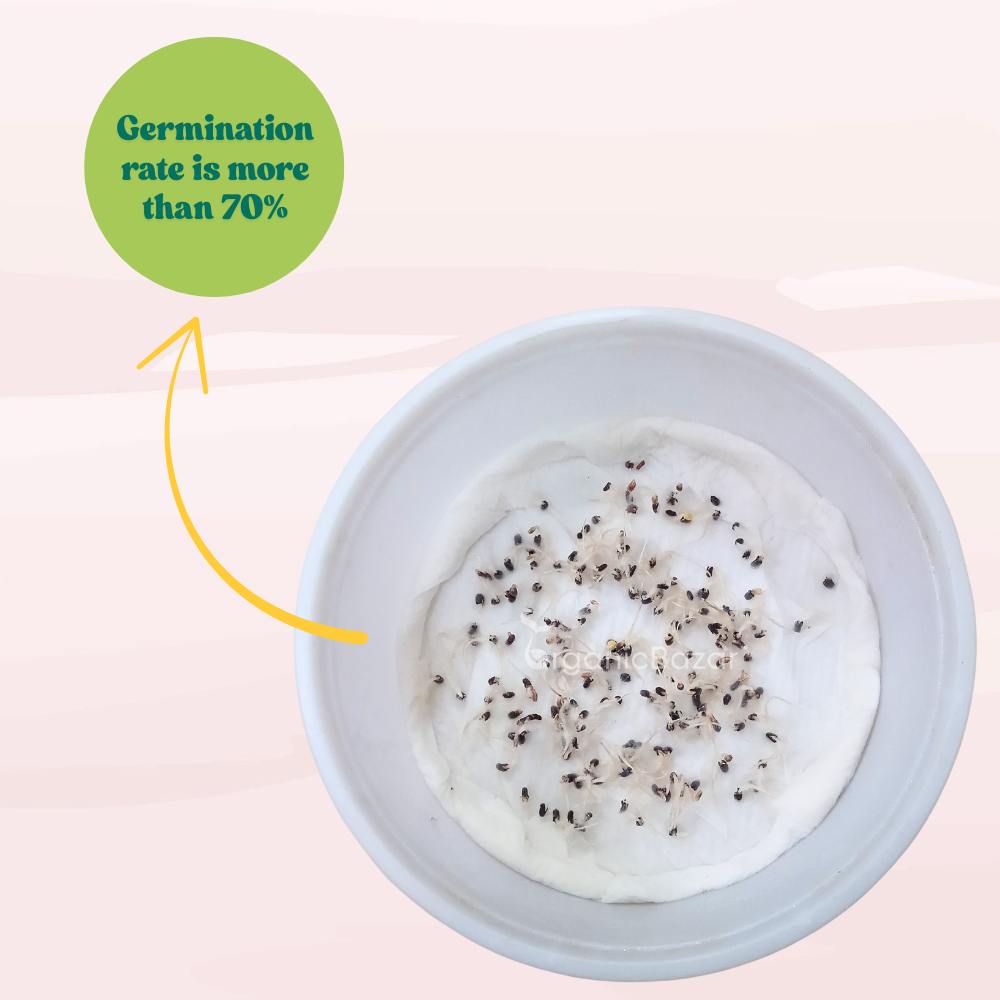 Basil Dark Opal Seeds - 200 Seeds (तुलसी के बीज) High Germination/Perfect for pots, balconies, or Terrace gardens