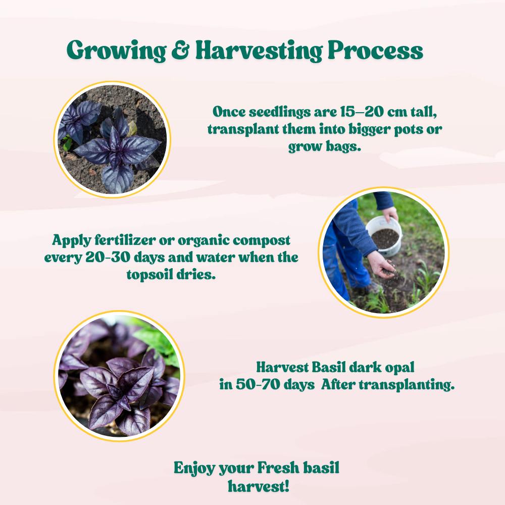 Basil Dark Opal Seeds - 200 Seeds (तुलसी के बीज) High Germination/Perfect for pots, balconies, or Terrace gardens