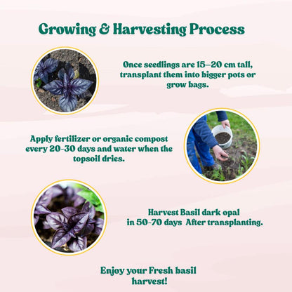 Basil Dark Opal Seeds - 200 Seeds (तुलसी के बीज) High Germination/Perfect for pots, balconies, or Terrace gardens