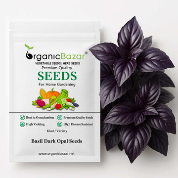 Basil Dark Opal Seeds - 200 Seeds (तुलसी के बीज) High Germination/Perfect for pots, balconies, or Terrace gardens