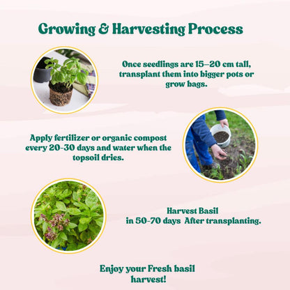 Basil Green Long (Clause) Seeds - 200 Seeds (Tulsi/तुलसी के बीज) High Germination/Perfect for pots, balconies, or Terrace gardens