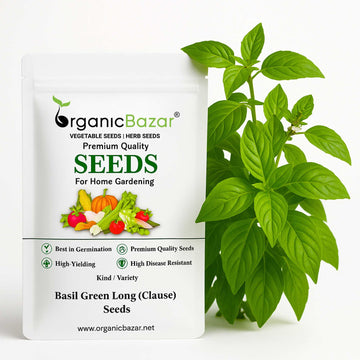 Basil Green Long (Clause) Seeds - 200 Seeds (Tulsi/तुलसी के बीज) High Germination/Perfect for pots, balconies, or Terrace gardens