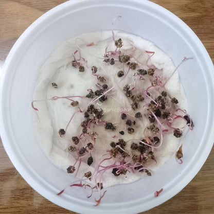 Beetroot (Chukandar) Candy Cane Seeds - 100 Seeds (चुकंदर के बीज)