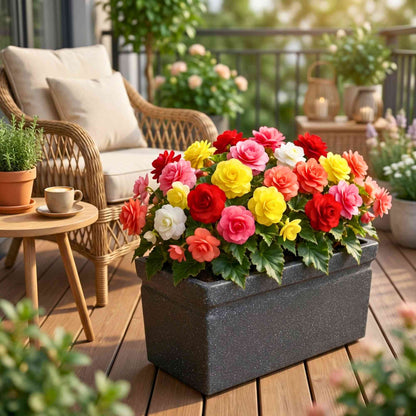 Begonia Mixed Color Flower Bulbs (05 Bulbs) Mixed Color Blooms for Balcony/ Terrace Gardening