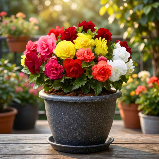 Begonia Mixed Color Flower Bulbs