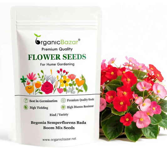 Begonia Semperflorens Bada Boom Mix Color Flower Seeds (50 Seeds)