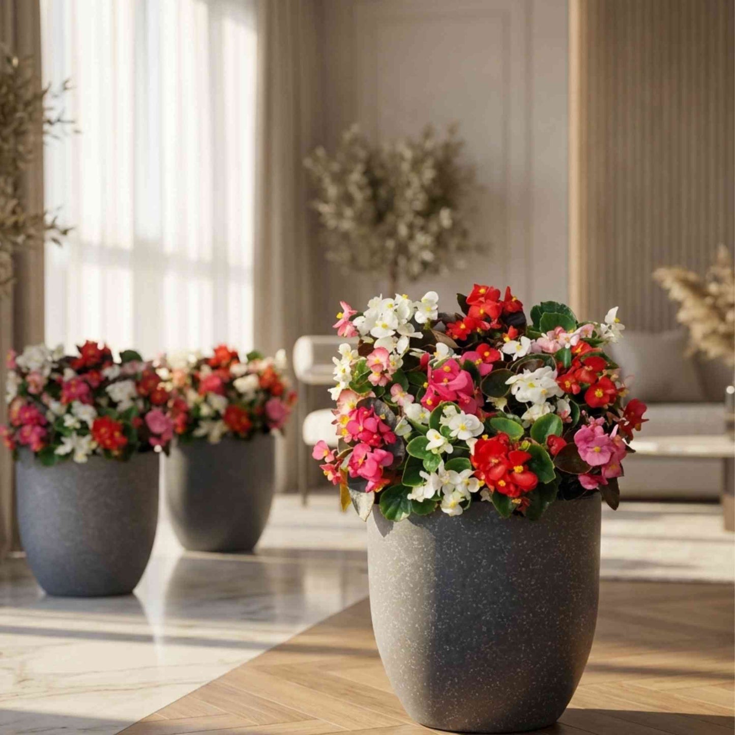 Begonia Semperflorens Bada Boom Mix Color Flower Seeds (50 Seeds)