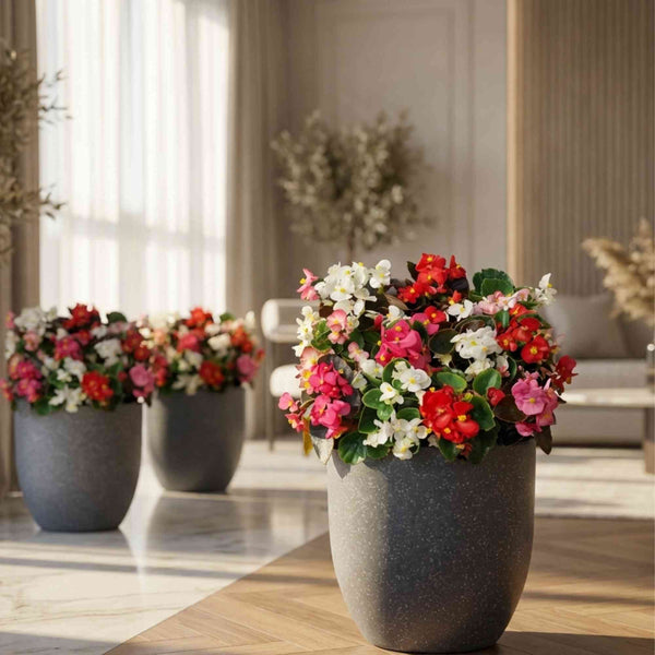 Begonia Semperflorens Bada Boom Mix Color Flower Seeds (50 Seeds ...