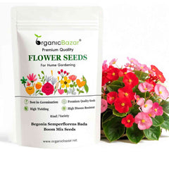 Begonia Semperflorens Bada Boom Mix Color Flower Seeds (50 Seeds)