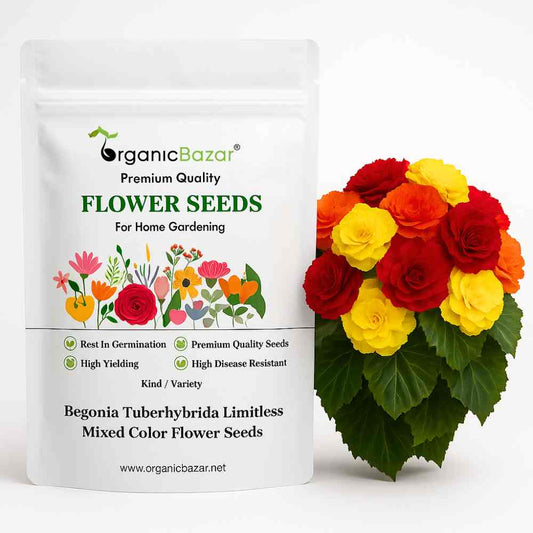 Begonia Tuberhybrida Limitless Mixed Color Flower Seeds (30 Seeds)