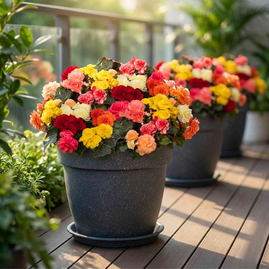 Begonia Tuberhybrida Limitless Flower Seeds (100 Seeds)