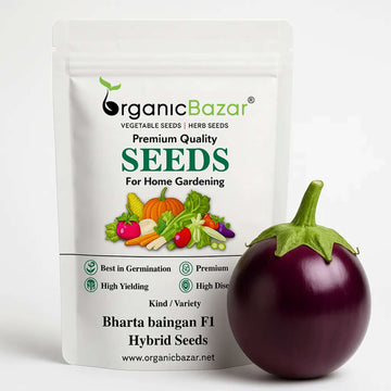 Bharta baingan F1 Hybrid Seeds - 50 Seeds) High Germination/ High Yield / Ideal for Terrace/Kitchen Gardening (Brinjal/Eggplant/बैंगन के बीज)