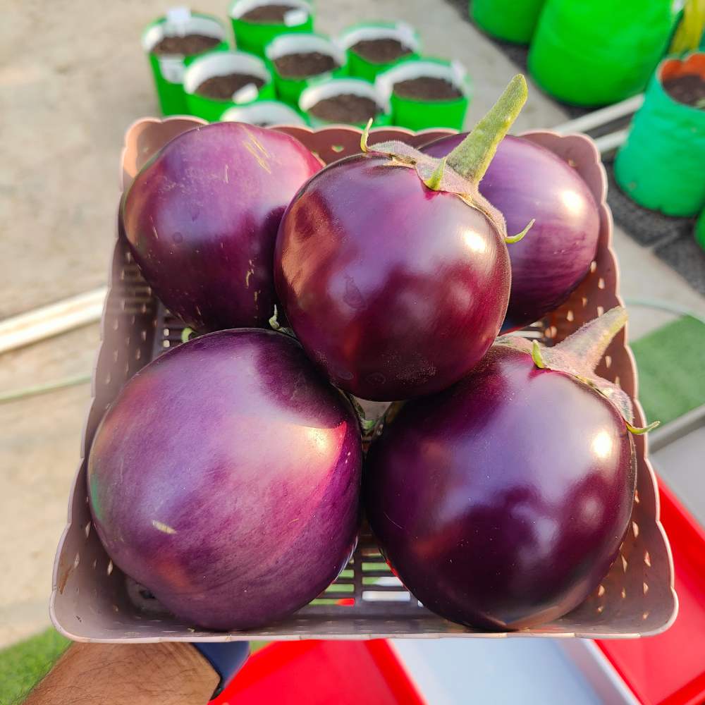 Bharta baingan Seeds - 50 Seeds) High Germination/ High Yield / Ideal for Terrace/Kitchen Gardening (Brinjal/Eggplant/बैंगन के बीज)