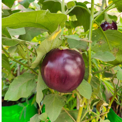 Bharta baingan Seeds - 50 Seeds) High Germination/ High Yield / Ideal for Terrace/Kitchen Gardening (Brinjal/Eggplant/बैंगन के बीज)