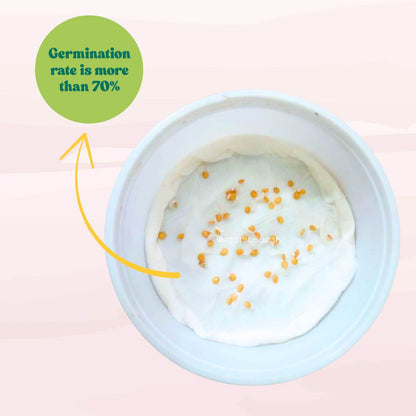 Bharta baingan Seeds - 50 Seeds) High Germination/ High Yield / Ideal for Terrace/Kitchen Gardening (Brinjal/Eggplant/बैंगन के बीज)