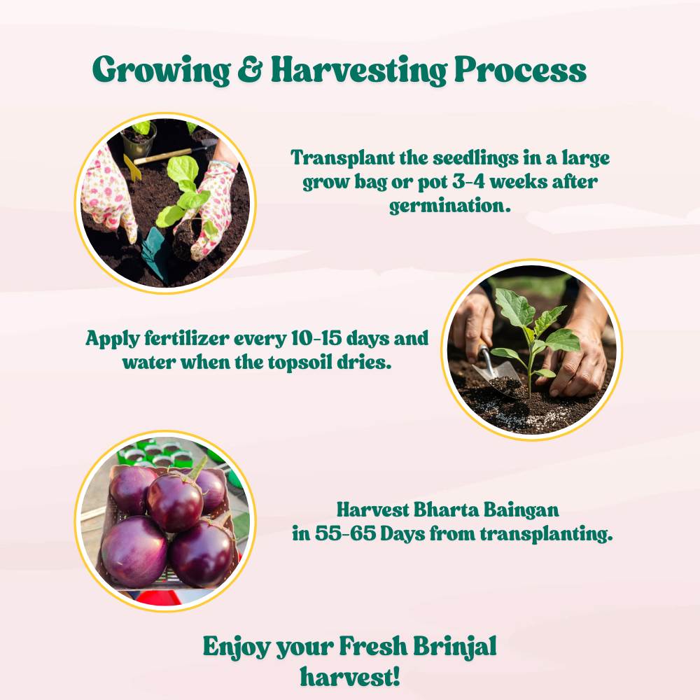 Bharta baingan Seeds - 50 Seeds) High Germination/ High Yield / Ideal for Terrace/Kitchen Gardening (Brinjal/Eggplant/बैंगन के बीज)