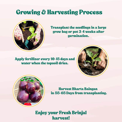 Bharta baingan Seeds - 50 Seeds) High Germination/ High Yield / Ideal for Terrace/Kitchen Gardening (Brinjal/Eggplant/बैंगन के बीज)