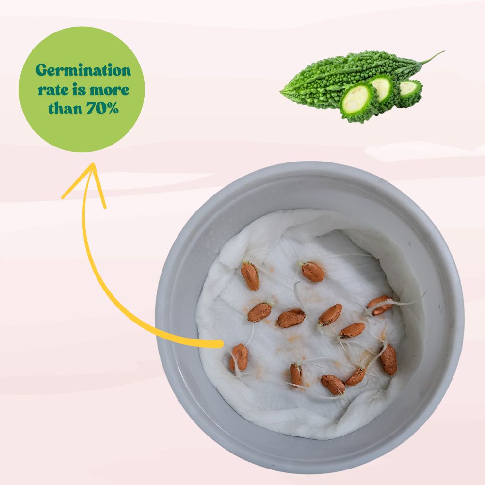 Bitter Gourd Chu-Chu Seeds - 12 Seeds (Karela/ करेला के बीज)  Easy To grow, High Germination, High Yield Karela Seeds for Home Gardening