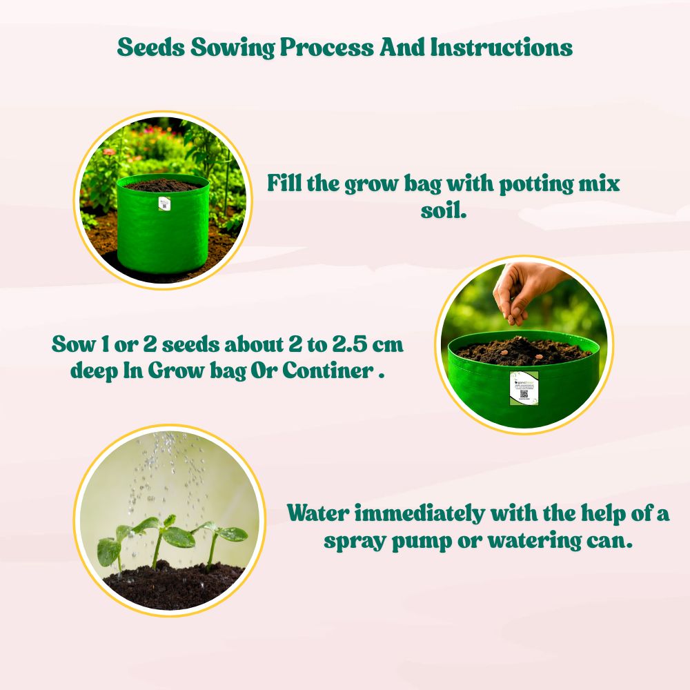 Bitter Gourd Chu-Chu Seeds - 12 Seeds (Karela/ करेला के बीज)  Easy To grow, High Germination, High Yield Karela Seeds for Home Gardening