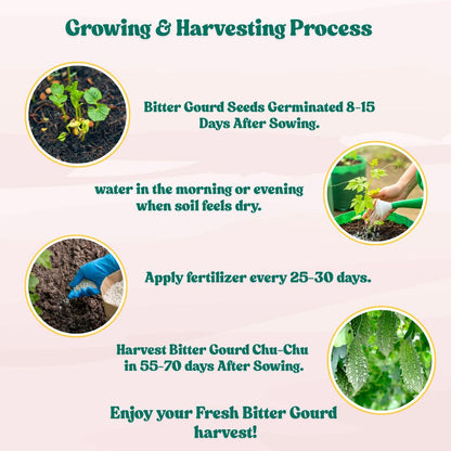 Bitter Gourd Chu-Chu Seeds - 12 Seeds (Karela/ करेला के बीज)  Easy To grow, High Germination, High Yield Karela Seeds for Home Gardening