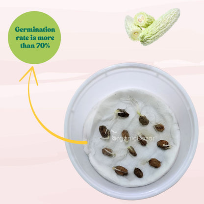 Bitter Gourd White Long Seeds - 10 Seeds (White Karela/ सफ़ेद करेला के बीज) Easy To grow, High Germination, High Yield Karela Seeds for Home Gardening