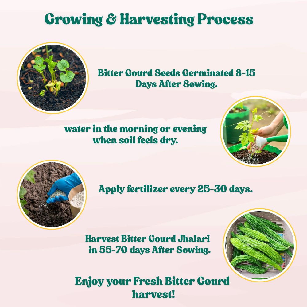 Bitter Gourd Jhalari Seeds - 12 Seeds (karela/करेला के बीज) Easy To grow, High Germination, High Yield Karela Seeds for Home Gardening