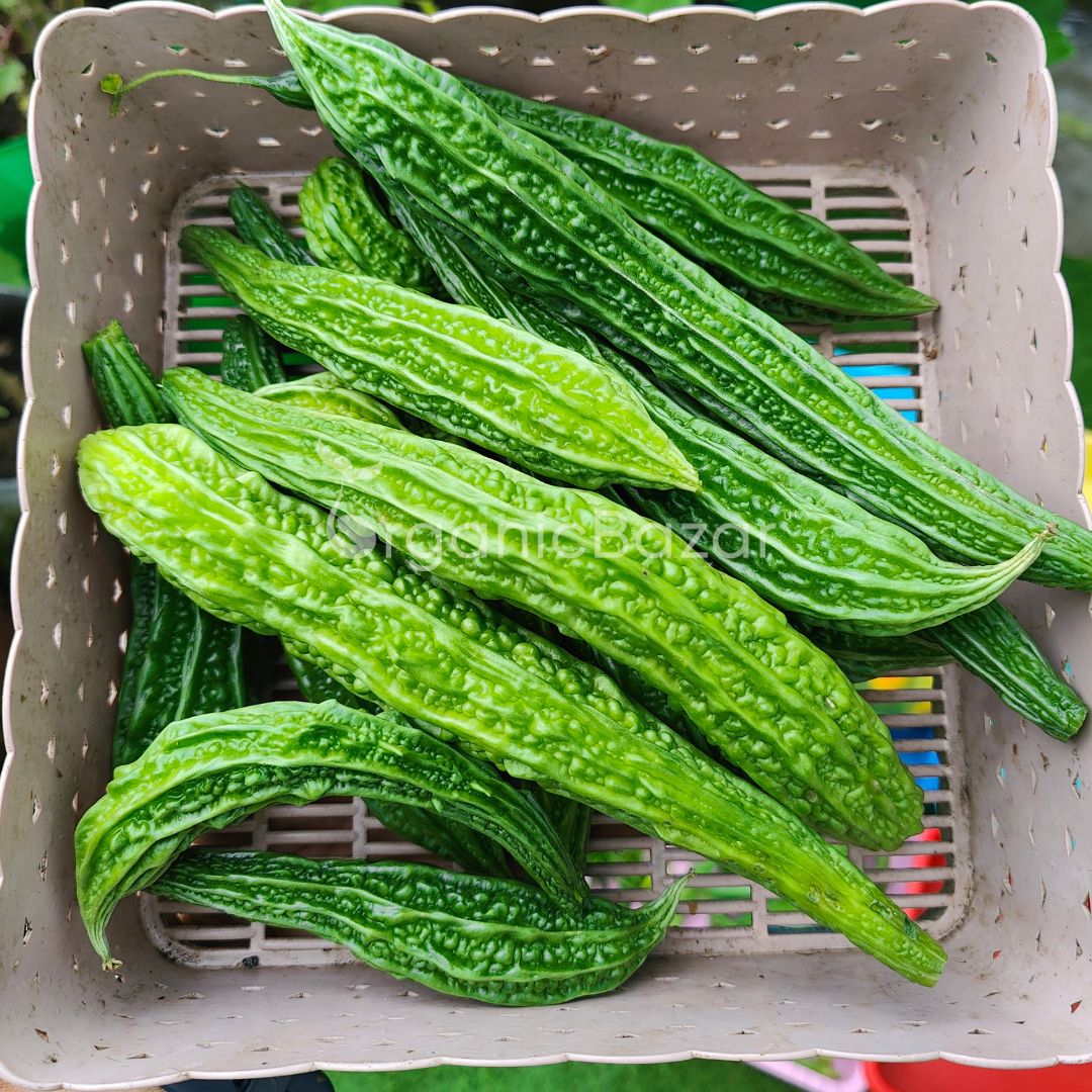 Bitter Gourd Jhalari Seeds - 12 Seeds (karela/करेला के बीज) Easy To grow, High Germination, High Yield Karela Seeds for Home Gardening