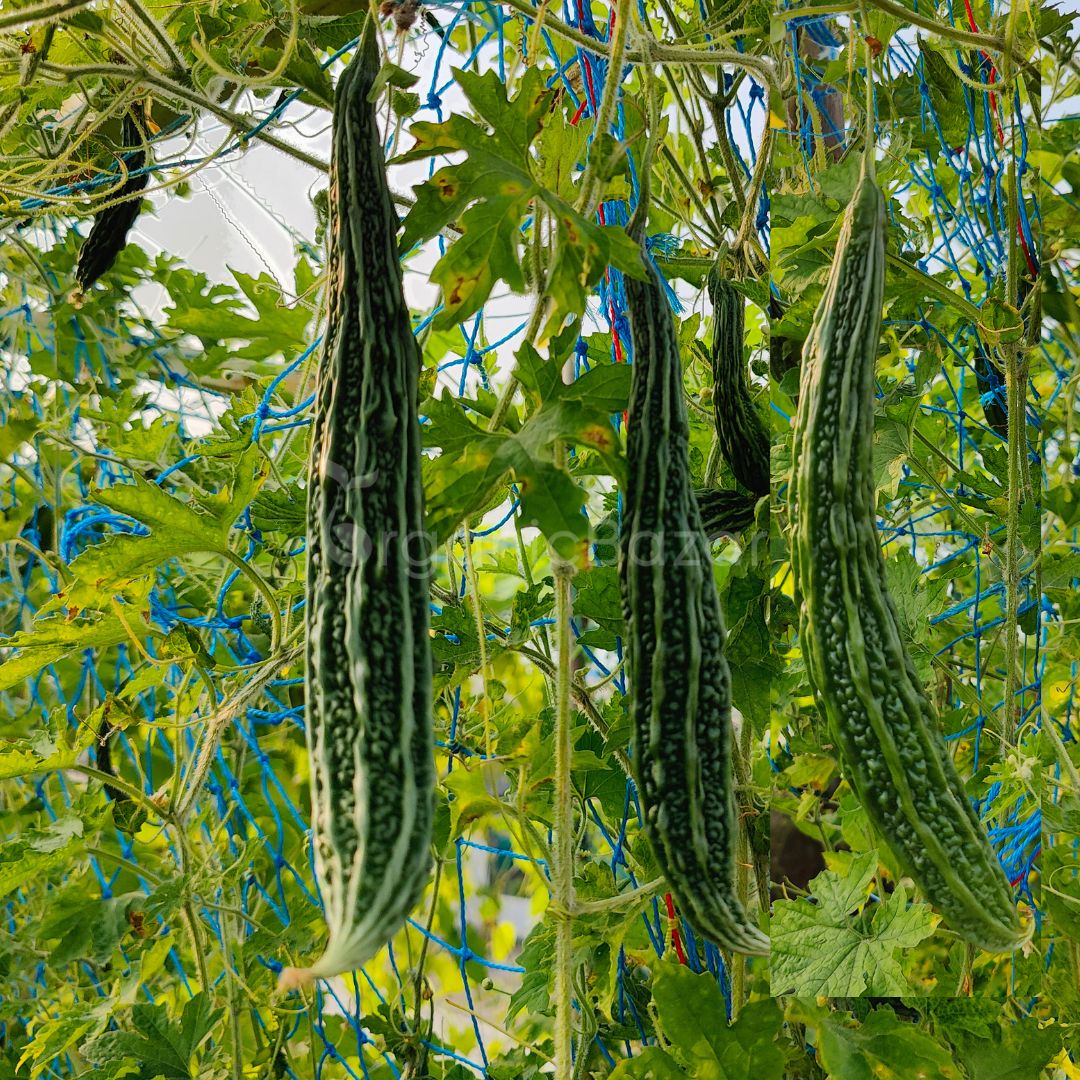 Bitter Gourd Jhalari Hybrid Seeds - 12 Seeds (karela/करेला के बीज)