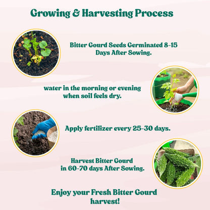 Bitter Gourd (Karela) Seeds Long - 12 Seeds (करेला के बीज) Easy To grow, High Germination, High Yield Karela Seeds for Home Gardening