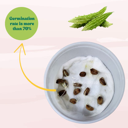 Bitter Gourd (Karela) Seeds Long - 12 Seeds (करेला के बीज) Easy To grow, High Germination, High Yield Karela Seeds for Home Gardening