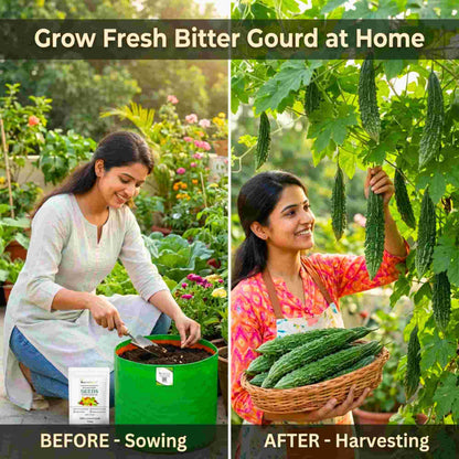 Bitter Gourd (Karela) Seeds Long - 12 Seeds (करेला के बीज) Easy To grow, High Germination, High Yield Karela Seeds for Home Gardening