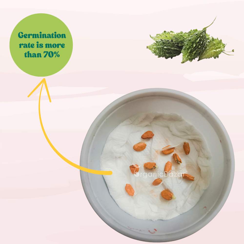 Bitter Gourd Small (Chhota Karela) Seeds - 12 Seeds (करेला के बीज) Easy To grow, High Germination, High Yield Karela Seeds for Home Gardening