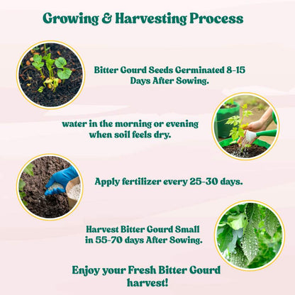 Bitter Gourd Small (Chhota Karela) Seeds - 12 Seeds (करेला के बीज) Easy To grow, High Germination, High Yield Karela Seeds for Home Gardening