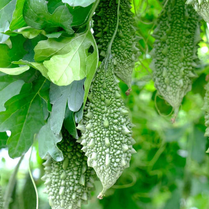 Bitter Gourd Small (Chhota Karela) Seeds - 12 Seeds (करेला के बीज) Easy To grow, High Germination, High Yield Karela Seeds for Home Gardening