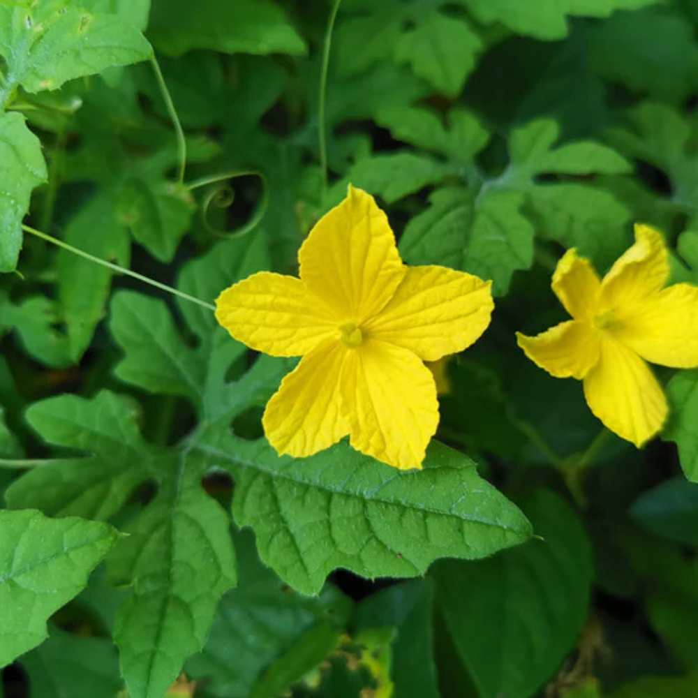 Bitter Gourd Small (Chhota Karela) Seeds 12 Seeds (करेला
