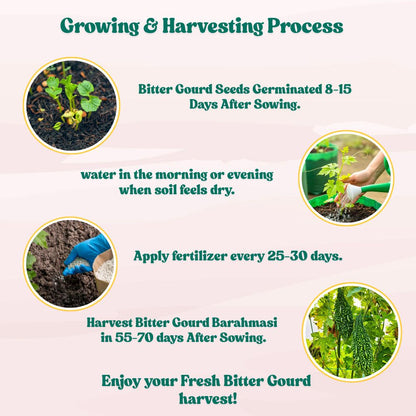 Bitter Gourd (Barahmasi) Seeds - 12 Seeds (karela/करेला के बीज) Easy To grow, High Germination, High Yield Karela Seeds for Home Gardening